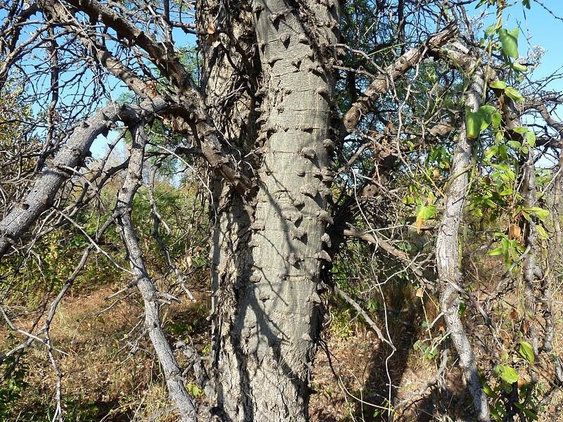 Knob Thorn Tree Trunk